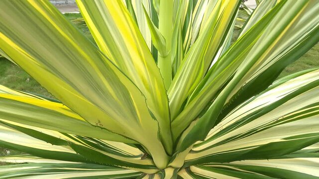 Close-Up of Variegated Agave Plant with Green and Yellow Striped Leaves
