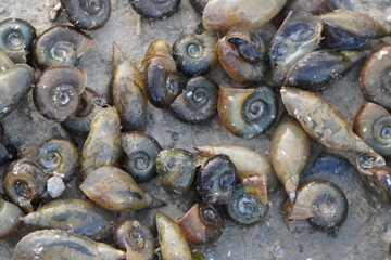 Close Up of Snail Shells on Sandy Surface © Sumita