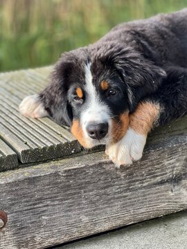 A portrait of a Swiss Bernese Mountain Dog puppy, capturing a pensive mood and thoughtfulness. A wonderful, evocative image.
