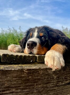 A portrait of a Swiss Bernese Mountain Dog puppy, capturing a pensive mood and thoughtfulness. A wonderful, evocative image.