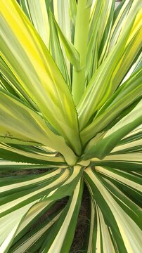 Portrait Close-Up of Variegated Agave Plant with Green and Yellow Leaves