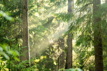Obraz premium Lush green forest with dense undergrowth illuminated by soft summer sunlight. Peaceful woodland scenery creates a natural atmospheric background.