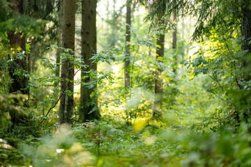 Obraz premium Lush green forest with dense undergrowth illuminated by soft summer sunlight. Peaceful woodland scenery creates a natural atmospheric background.