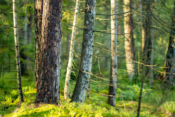 Obraz premium Sunlight filters through a quiet conifer forest with mossy ground and tall straight trees. Peaceful woodland scene creates a fresh natural atmosphere.