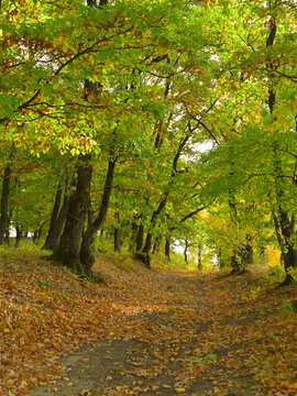 A path through beech woods that are beginning to take on the stunning colours of autumn foliage.