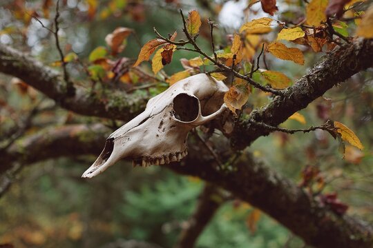 animal skull hanging from tree branch