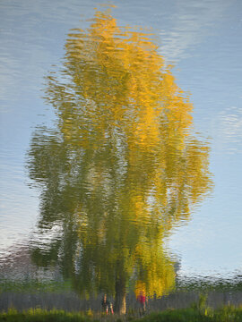 The reflection of a tree in its autumn colours on the surface of the lake creates an amazing abstract image.