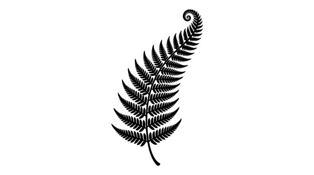 Black silver fern leaf silhouette isolated on white background for nature design projects.