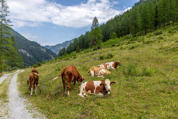 Naklejka premium Österreich - Alm