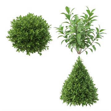 Set of three green garden shrubs isolated on a white background