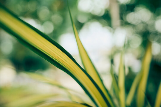 striped garden leaves in soft sunlight