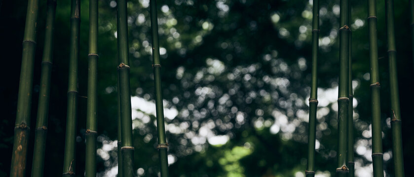 bamboo stalks with bokeh light in forest background