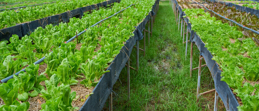 organic lettuce beds with straw and irrigation