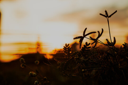 wild star grass silhouetted in golden sunset