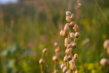 Fototapeta premium Yellow rattle mountain flower in a green grass field. Wild Rhinanthus minor flowers growing in a sunny summer meadow.