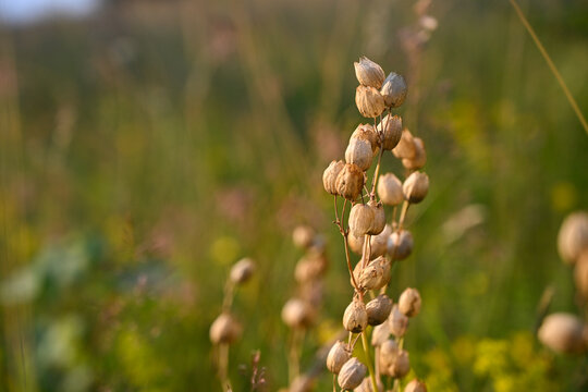 Yellow rattle mountain flower in a green grass field. Wild Rhinanthus minor flowers growing in a sunny summer meadow.