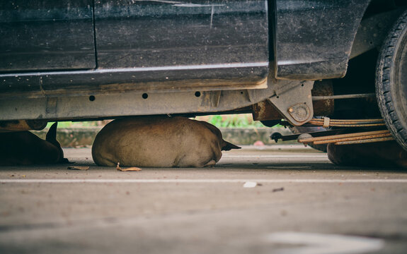 street dogs finding shelter beneath parked car