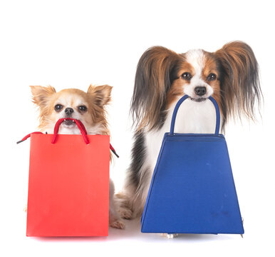 little dogs and shopping in front of white background