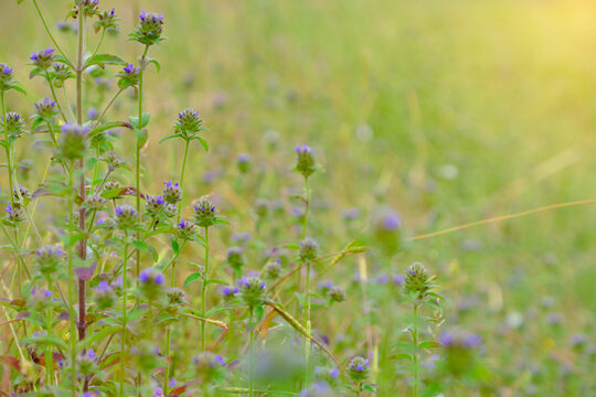 meadow flowers in soft warm light. Vintage autumn landscape blurry natural background.