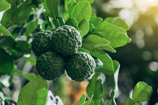 kaffir lime fruits with bumpy green skin amidst lush leaves.