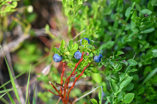 Wild bilberries closeup growing on a mountain. Close-up of fresh purple bilberries.