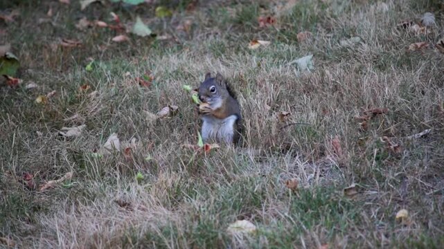 American red squirrel (Tamiasciurus hudsonicus) eating a nut and foraging for food