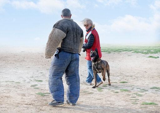 training of belgian shepherd
