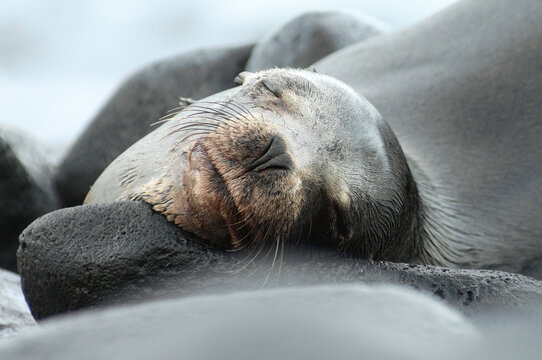 Baby sea lion sleeping, Galapagos Island