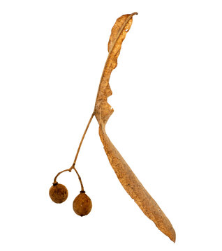 Dried linden tilia seeds with bract isolated on transparent background