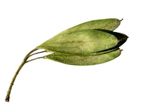 Green narrow leaved ash Fraxinus angustifolia seeds isolated