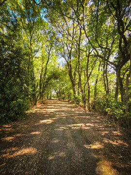 Chemin forestier ombrag&eacute; bord&eacute; de grands arbres sous une lumi&egrave;re ensoleill&eacute;e