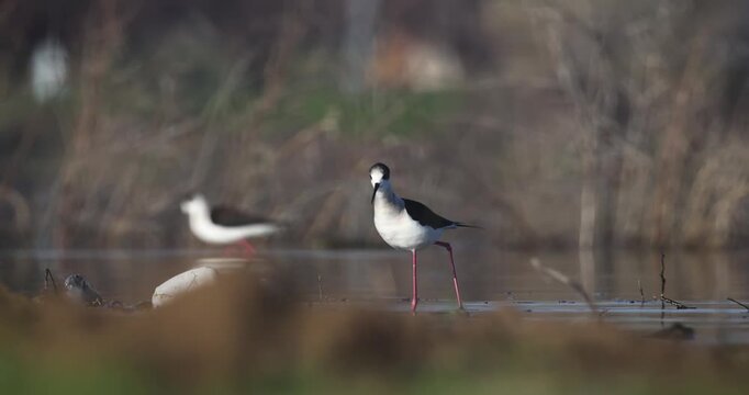 Black-winged Stilt 