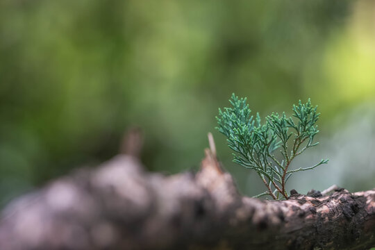 Young Evergreen Sprout Growing on Fallen Tree Branch with Soft Green Fore