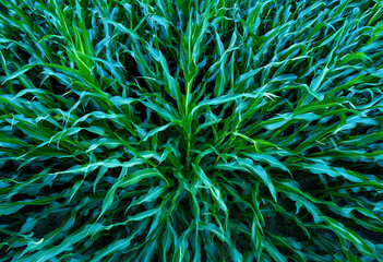 Obraz premium Lush green cornfield from above, agricultural growth and farming industry, sustainable agriculture and food production