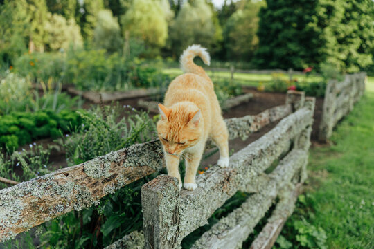 Orange tabby cat carefully walks along a weathered lichen-covered wooden fence beside a lush vegetable and herb garden, surrounded by soft green summer foliage