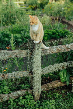 Orange tabby cat sits calmly on a weathered lichen-covered wooden fence, surrounded by dense greenery, herbs, flowers and cultivated garden beds