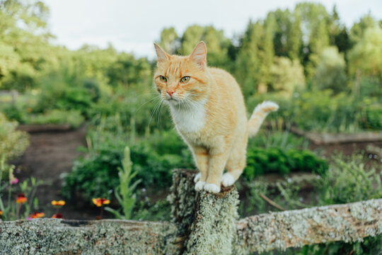 Orange tabby cat sits calmly on a weathered lichen-covered wooden fence, surrounded by dense greenery, herbs, flowers and cultivated garden beds