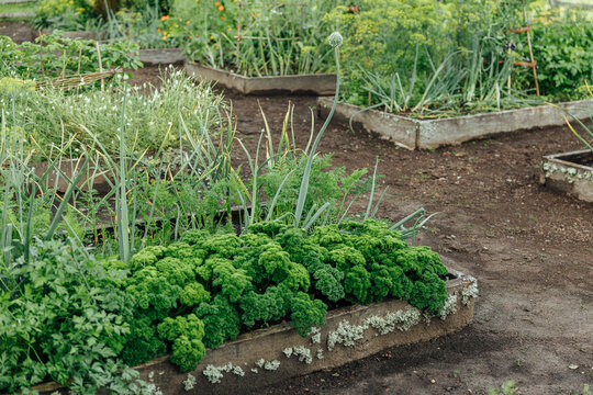 Lush organic garden with raised beds full of vegetables, herbs and flowering plants, surrounded by trees and rustic fencing in a natural sustainable landscape