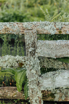 Weathered wooden fence heavily covered with pale gray-green lichen stands in front of cultivated garden beds and lush vegetation, creating a rustic natural scene