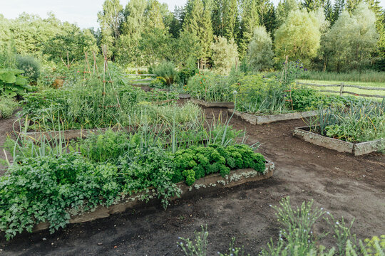 Lush organic garden with raised beds full of vegetables, herbs and flowering plants, surrounded by trees and rustic fencing in a natural sustainable landscape