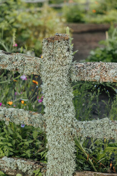 Weathered wooden fence heavily covered with pale gray-green lichen stands in front of cultivated garden beds and lush vegetation, creating a rustic natural scene