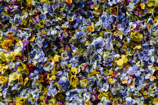 Dense arrangement of colorful pansy flowers in blue, purple, yellow, white, orange and magenta, creating a vibrant natural floral texture and background