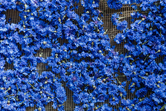 Vivid blue cornflower blossoms with green stems spread across a mesh drying rack, creating a dense botanical texture in an overhead view