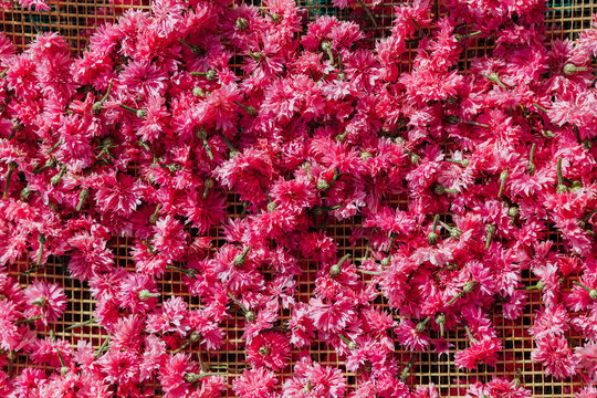Abundant bright pink ruffled flowers with green stems spread across a mesh drying rack, forming a vivid botanical texture viewed from above