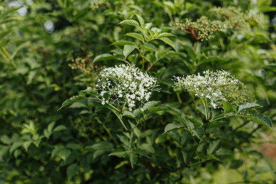 Delicate clusters of small white elderflowers bloom against dense green leaves and developing buds, creating a fresh natural botanical scene with soft background blur
