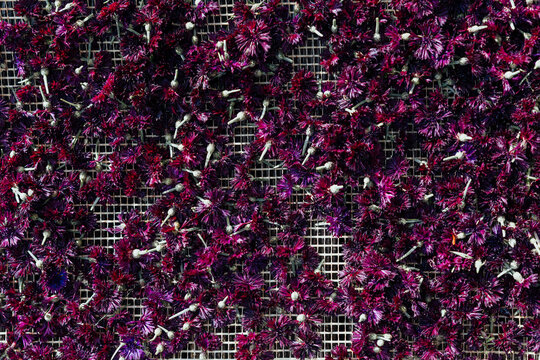 Deep purple and burgundy cornflower blossoms with pale stems spread across a mesh drying rack, creating a rich botanical texture viewed from above