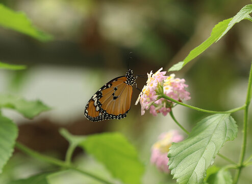 Kleiner Monarch - African monarch