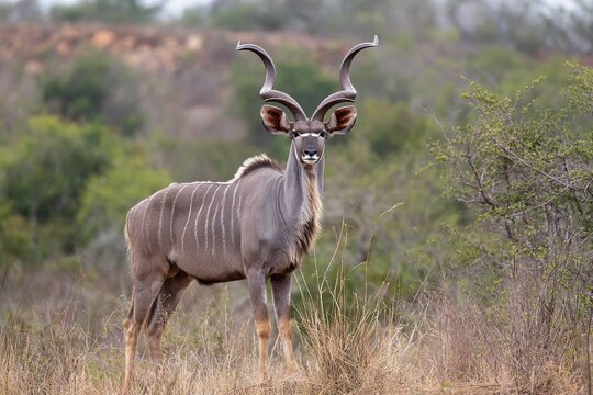 kudu with impressive spiraled horns standing alert