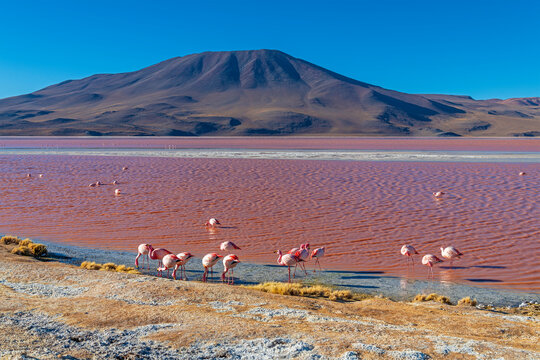 James flamingo (Phoenicoparrus jamesi) in the Laguna Colorada (Red Lagoon), Uyuni region, Bolivia.