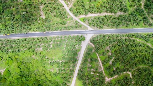 High angle perspective of a road cutting through dense green palm tree farms and lush tropical vegetation near Samet Nongshe Viewpoint in Phang nga Thailand